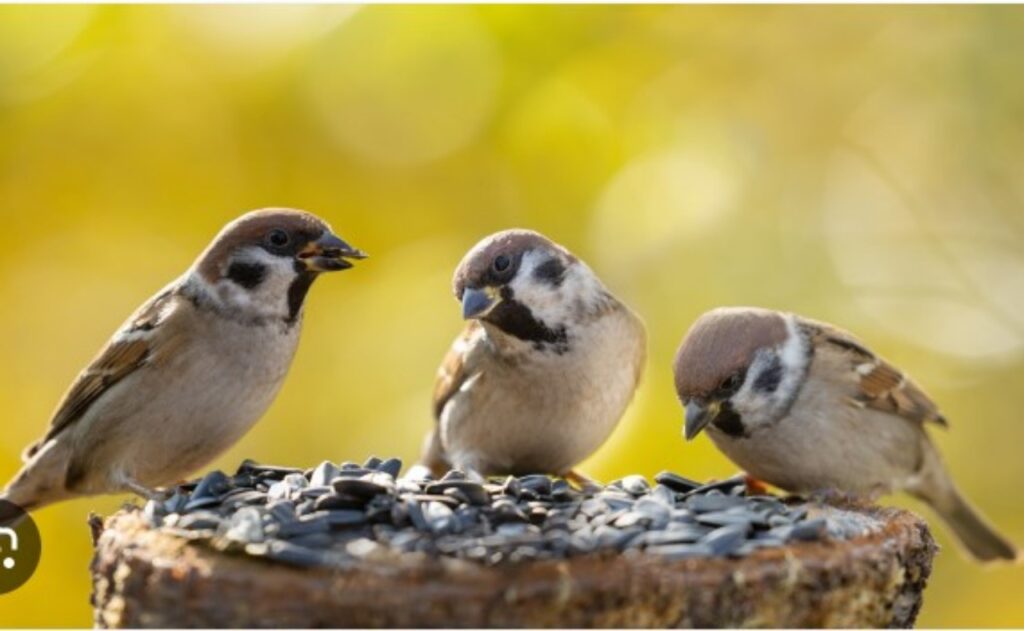 Uccelli creano una famiglia allargata
