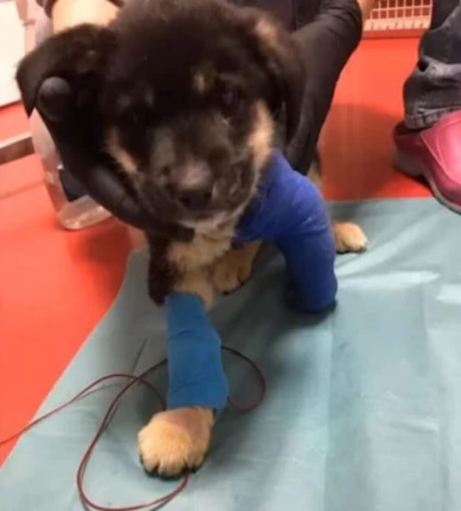 Uomo salva un cane per strada