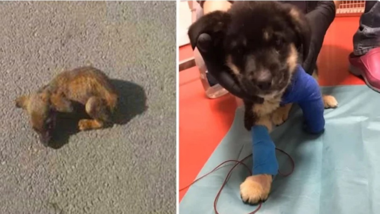 Uomo salva un cane per strada