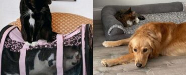 animali che non vanno molto d'accordo