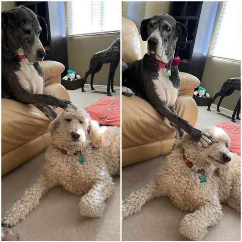 due cani che non vanno molto d'accordo