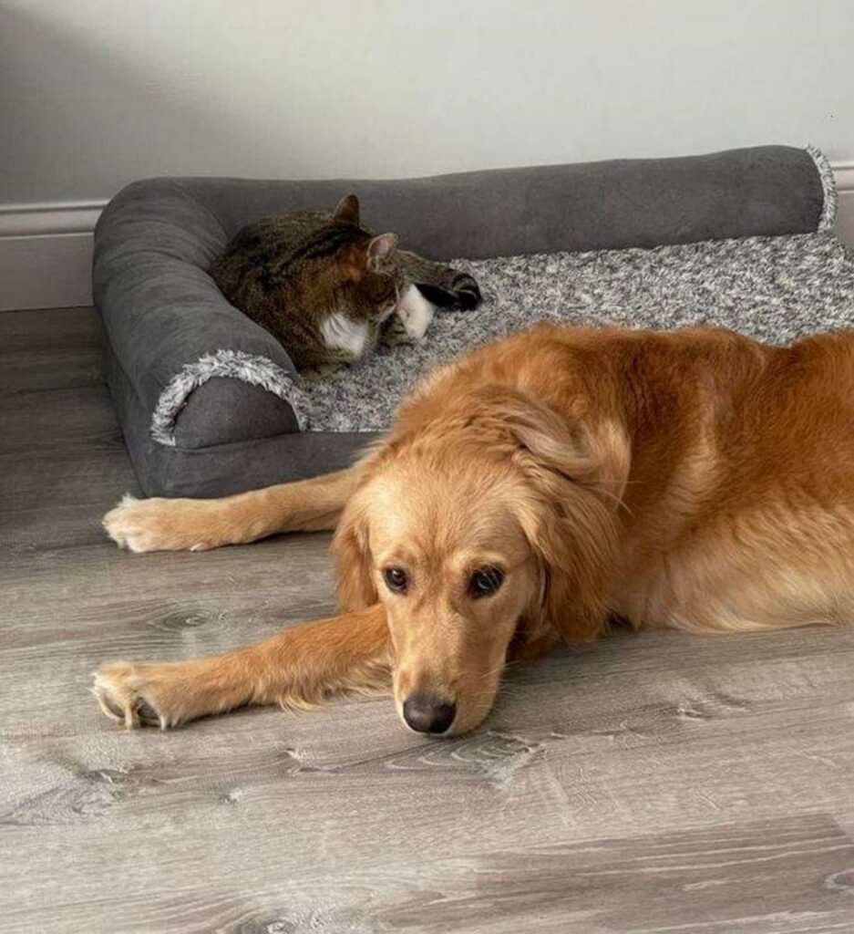 cane e gatto che non vanno d'accordo