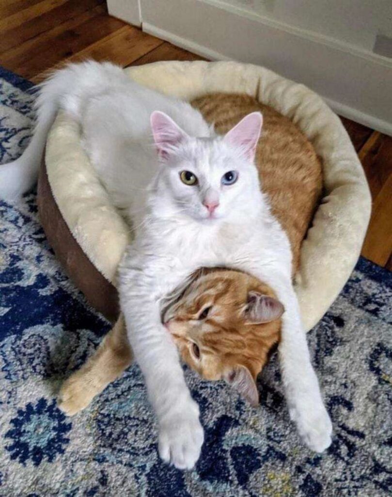 due gatti che non vanno molto d'accordo