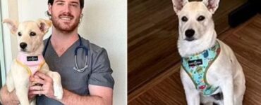 cane su veterinario