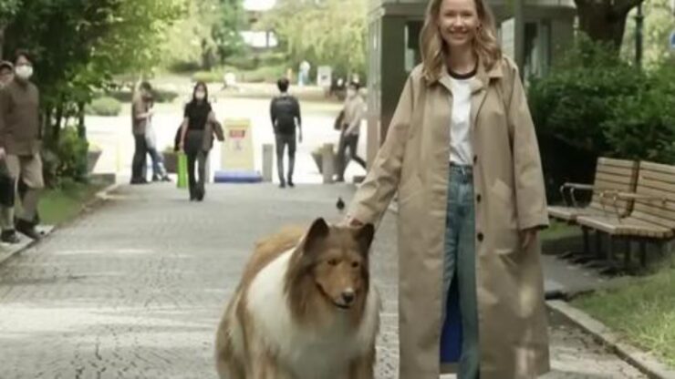 youtuber si trasforma in border collie