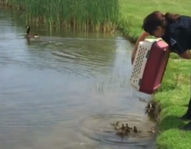 10 anatroccoli vagano senza la loro mamma
