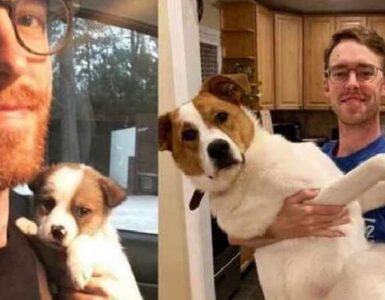 4 animali domestici abbraccio