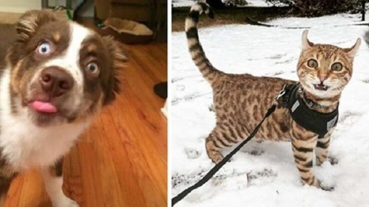 4 animali faccia