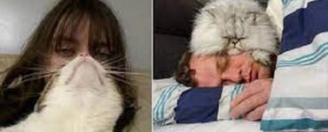 4 animali dormire