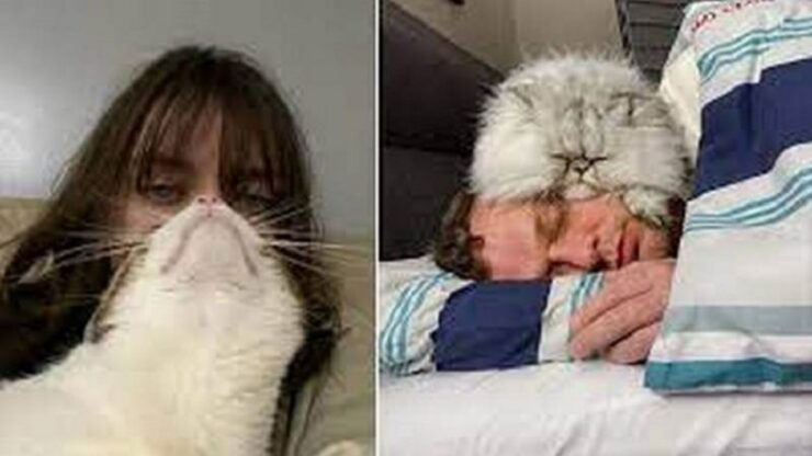 4 animali dormire