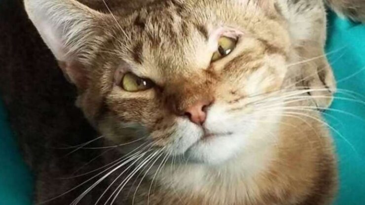4 animali occhi