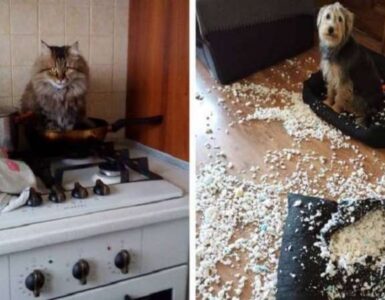 4 animali bravate