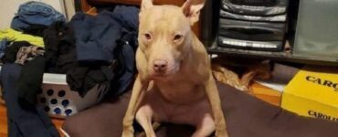 4 animali posa