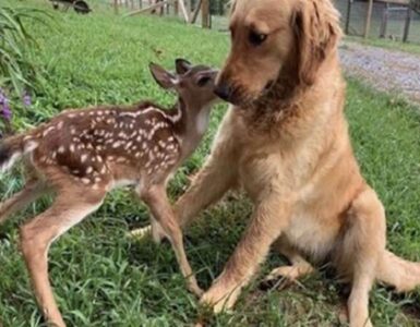 4 animali cervo