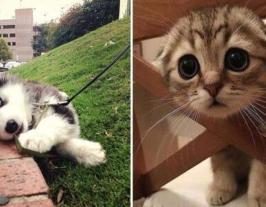 4 animali gatto
