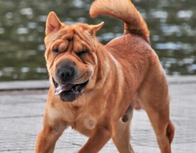 4 comportamenti cane