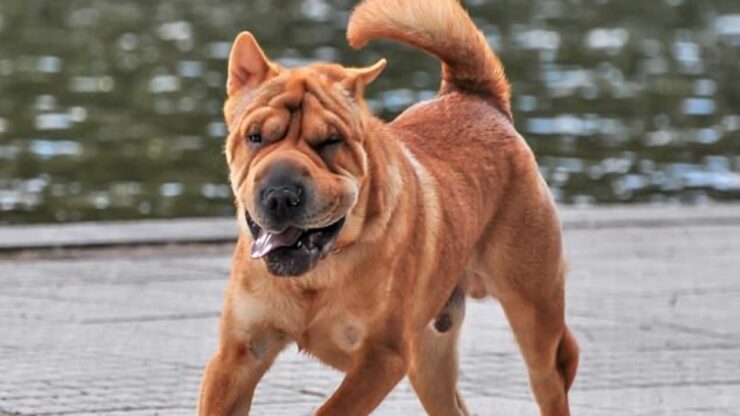 4 comportamenti cane