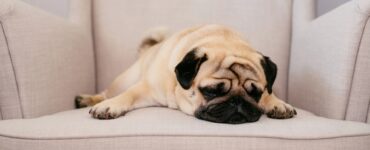 4 cose divano