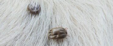 4 cose bianco