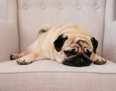 4 cose divano