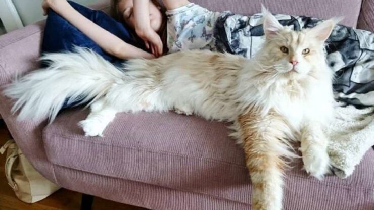 4 fatti gatto