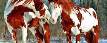 4 foto arancio