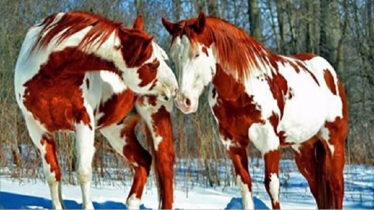 4 foto arancio