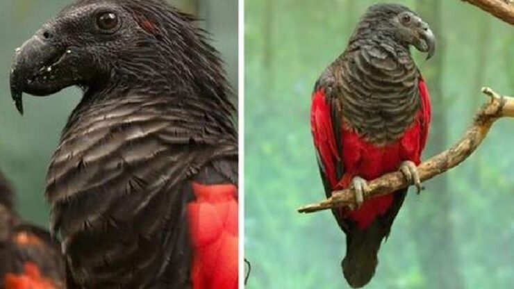 4 foto aquila