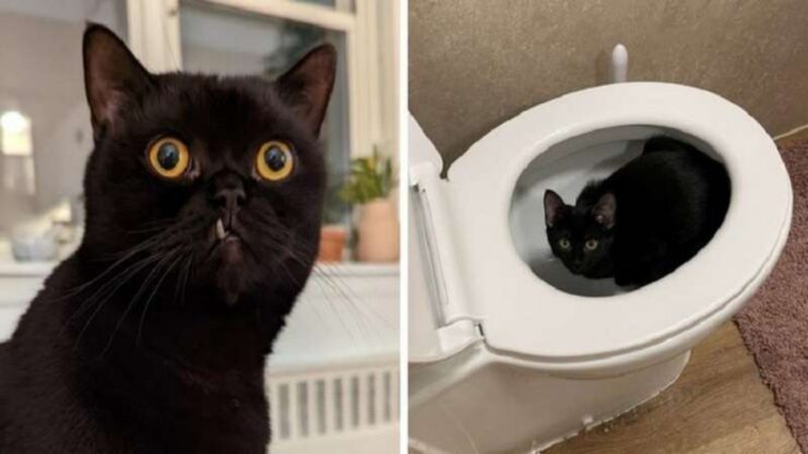 4 foto gatto nero