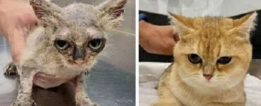 4 gatti cresciuti occhi