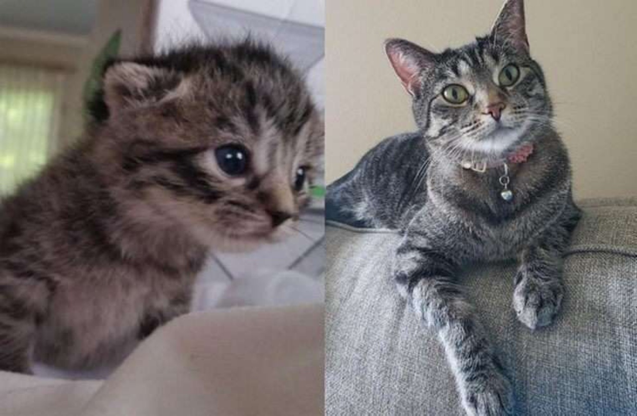 4 gatti cresciuti azzurro