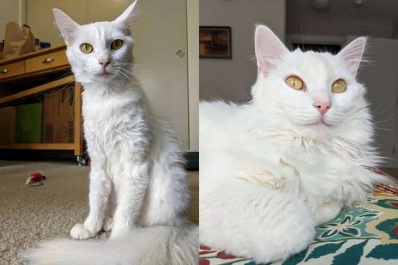 4 gatti cresciuti bianco