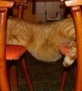 4 gatti dormire