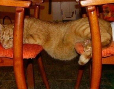 4 gatti dormire