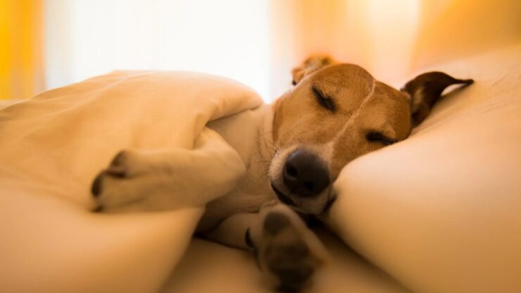 4 momenti letto