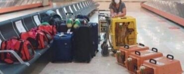 9 animali domestici volano insieme alla loro proprietaria