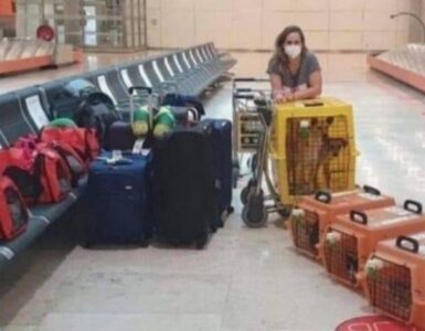 9 animali domestici volano insieme alla loro proprietaria