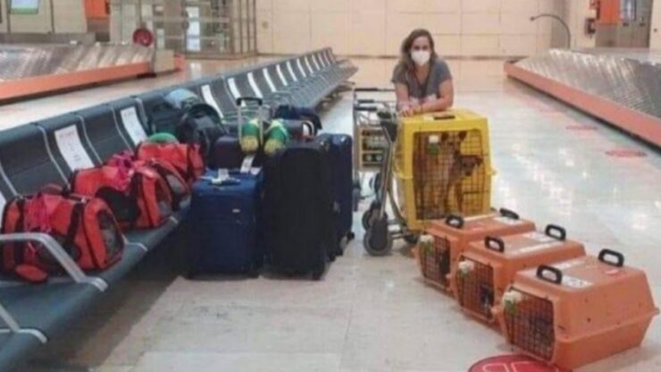 9 animali domestici volano insieme alla loro proprietaria