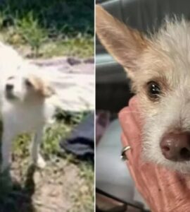 Agente di polizia salva un cucciolo molto magro