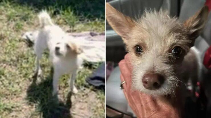 Agente di polizia salva un cucciolo molto magro