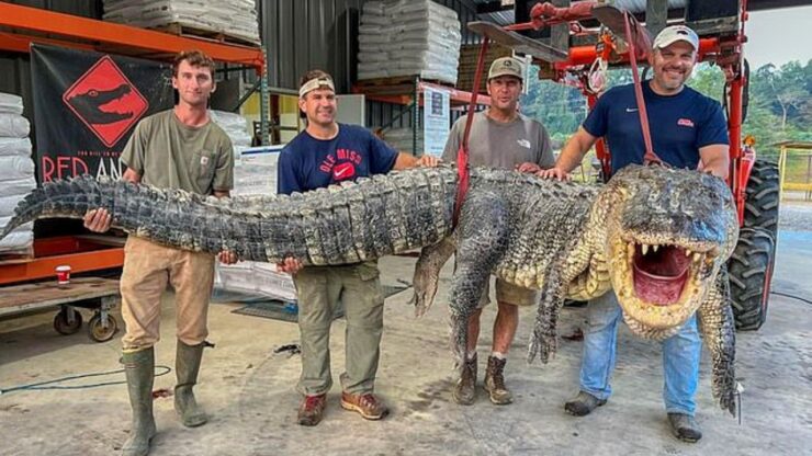 Alligatore enorme stabilisce un nuovo record