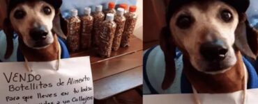 Bassotto vende croccantini per i randagi