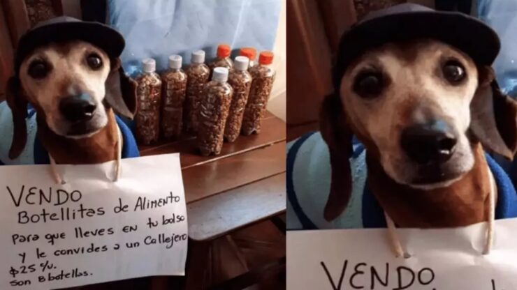 Bassotto vende croccantini per i randagi