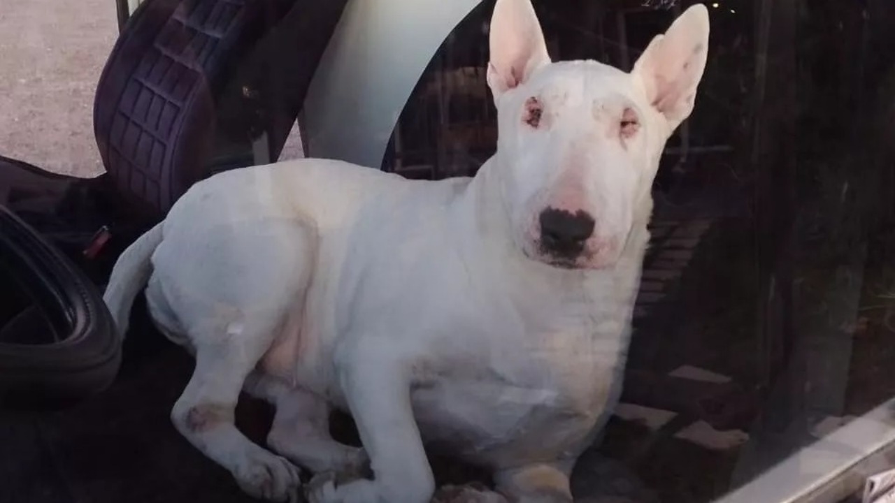Bull Terrier rubato: il proprietario dà consigli al ladro