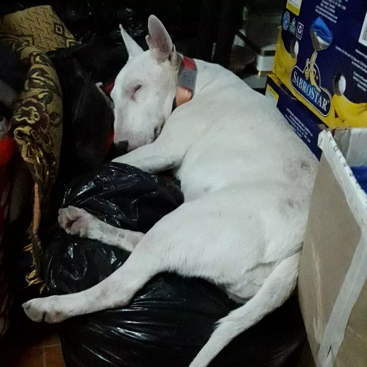 Bull Terrier rubato: il proprietario dà consigli al ladro