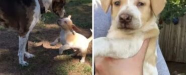 Cagnolina salvata dall'eutanasia