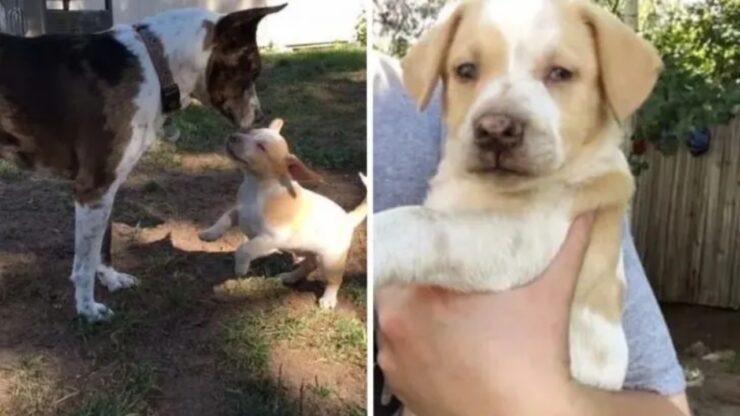 Cagnolina salvata dall'eutanasia