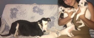 Cagnolina con i suoi cuccioli chiusi in un sacco
