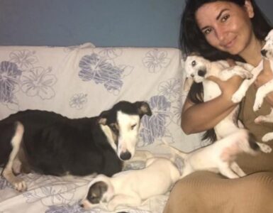 Cagnolina con i suoi cuccioli chiusi in un sacco