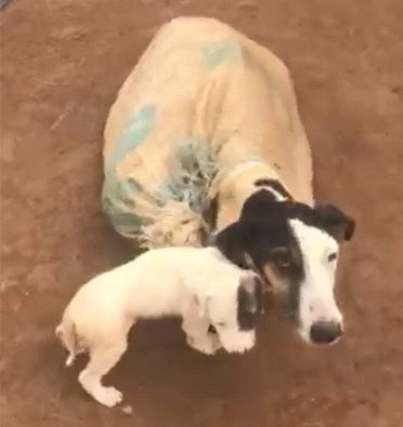 Cagnolina con i suoi cuccioli chiusi in un sacco